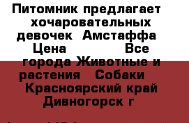 Питомник предлагает 2-хочаровательных девочек  Амстаффа › Цена ­ 25 000 - Все города Животные и растения » Собаки   . Красноярский край,Дивногорск г.